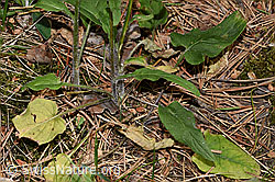 Betonienblättrige Rapunzel (Phyteuma betonicifolium) (F299736)