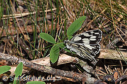 Schachbrett (Melanargia galathea) (F299778) Schachbrett (Melanargia galathea) (F299778)