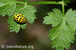 Foto: Zweiundzwanzigpunkt-Marienkäfer (Psyllobora vigintiduopunctata)