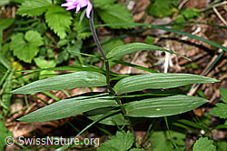 Foto: Rotes Waldvögelein (Cephalanthera rubra)
