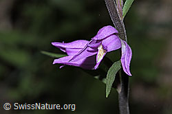 Foto: Rotes Waldvögelein (Cephalanthera rubra)