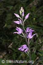 Foto: Rotes Waldvögelein (Cephalanthera rubra)