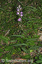 Foto: Rotes Waldvögelein (Cephalanthera rubra)