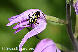 Foto: Grypocoris sexguttatus (Weichwanze) auf Rotem Waldvögelein (Cephalanthera rubra)