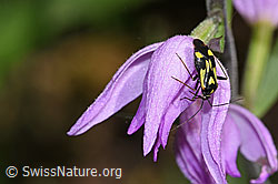 Foto: Grypocoris sexguttatus (Weichwanze) auf Rotem Waldvögelein (Cephalanthera rubra)