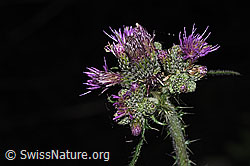 Sumpf-Kratzdistel (Cirsium palustre) (F300780) Sumpf-Kratzdistel (Cirsium palustre) (F300780)