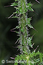 Sumpf-Kratzdistel (Cirsium palustre) (F300782) Sumpf-Kratzdistel (Cirsium palustre) (F300782)