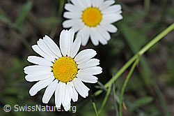 Gewöhnliche Wiesen-Margerite (Leucanthemum vulgare) (F300822) Gewöhnliche Wiesen-Margerite (Leucanthemum vulgare) (F300822)