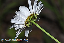 Gewöhnliche Wiesen-Margerite (Leucanthemum vulgare) (F300826) Gewöhnliche Wiesen-Margerite (Leucanthemum vulgare) (F300826)
