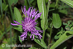 Wiesen-Flockenblume (Centaurea jacea) (F300836)