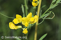 Foto: Wiesen-Platterbse (Lathyrus pratensis)