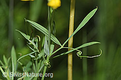 Foto: Wiesen-Platterbse (Lathyrus pratensis)