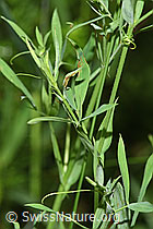 Foto: Wiesen-Platterbse (Lathyrus pratensis)