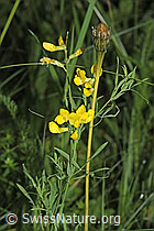 Foto: Wiesen-Platterbse (Lathyrus pratensis)