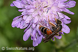 Knautien-Sandbiene (Andrena hattorfiana) auf Wald-Witwenblume (Knautia dipsacifolia) (F300867) Knautien-Sandbiene (Andrena hattorfiana) auf Wald-Witwenblume (Knautia dipsacifolia) (F300867)