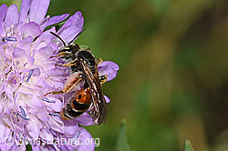 Knautien-Sandbiene (Andrena hattorfiana) auf Wald-Witwenblume (Knautia dipsacifolia) (F300869) Knautien-Sandbiene (Andrena hattorfiana) auf Wald-Witwenblume (Knautia dipsacifolia) (F300869)
