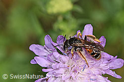 Knautien-Sandbiene (Andrena hattorfiana) auf Wald-Witwenblume (Knautia dipsacifolia) (F300870) Knautien-Sandbiene (Andrena hattorfiana) auf Wald-Witwenblume (Knautia dipsacifolia) (F300870)