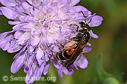 Knautien-Sandbiene (Andrena hattorfiana) auf Wald-Witwenblume (Knautia dipsacifolia) (F300873) Knautien-Sandbiene (Andrena hattorfiana) auf Wald-Witwenblume (Knautia dipsacifolia) (F300873)