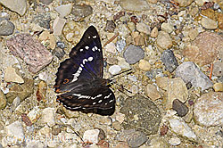 Grosser Schillerfalter (Apatura iris) (F300880) Grosser Schillerfalter (Apatura iris) (F300880)