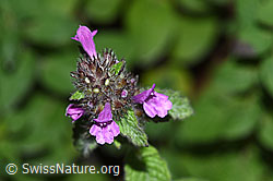 Neu in SwissNature.org: Wirbeldost (Clinopodium vulgare)