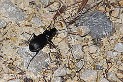 Foto: Grosser Grabkäfer (Pterostichus niger)
