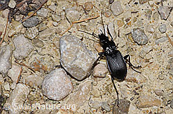 Foto: Grosser Grabkäfer (Pterostichus niger)