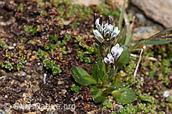 Bläuliche Gänsekresse (Arabis caerulea) (F302471) Bläuliche Gänsekresse (Arabis caerulea) (F302471)