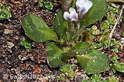 Bläuliche Gänsekresse (Arabis caerulea) (F302473) Bläuliche Gänsekresse (Arabis caerulea) (F302473)