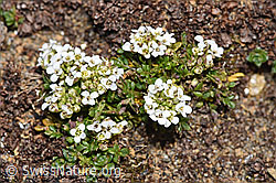 Kurzstängelige Gämskresse (Pritzelago alpina ssp. brevicaulis) (F302480)