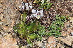 Bläuliche Gänsekresse (Arabis caerulea) (F302484) Bläuliche Gänsekresse (Arabis caerulea) (F302484)