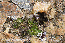 Berglandhummel (Bombus monticola) an Bläulicher Gänsekresse (Arabis caerulea) (F302485) Berglandhummel (Bombus monticola) an Bläulicher Gänsekresse (Arabis caerulea) (F302485)