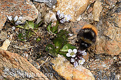 Berglandhummel (Bombus monticola) an Bläulicher Gänsekresse (Arabis caerulea) (F302486) Berglandhummel (Bombus monticola) an Bläulicher Gänsekresse (Arabis caerulea) (F302486)