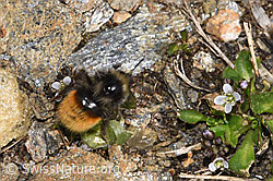 Berglandhummel (Bombus monticola) an Bläulicher Gänsekresse (Arabis caerulea) (F302487) Berglandhummel (Bombus monticola) an Bläulicher Gänsekresse (Arabis caerulea) (F302487)