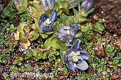 Campanula cenisia (F302496)