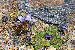 Mistbiene (Eristalis tenax) an Mont Cenis-Glockenblume (Campanula cenisia) (F302506) Mistbiene (Eristalis tenax) an Mont Cenis-Glockenblume (Campanula cenisia) (F302506)