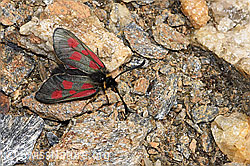 Alpen-Widderchen (Zygaena exulans) (F302520) Alpen-Widderchen (Zygaena exulans) (F302520)