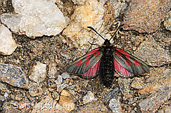 Alpen-Widderchen (Zygaena exulans) (F302523) Alpen-Widderchen (Zygaena exulans) (F302523)