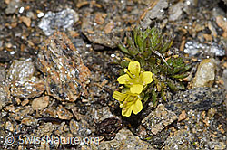 Hoppes Felsenblümchen (Draba hoppeana) (F302554)