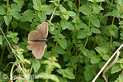 Brauner Waldvogel (Aphantopus hyperantus) (F305504) Brauner Waldvogel (Aphantopus hyperantus) (F305504)