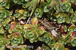 Nysius cymoides (Bodenwanze) (F308212) Nysius cymoides (Bodenwanze) (F308212)
