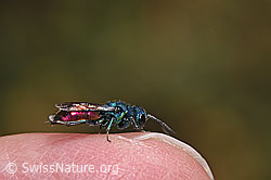 Neu in SwissNature.org: Chrysis impressa (Goldwespe)