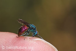 Foto: Chrysis impressa (Goldwespe)
