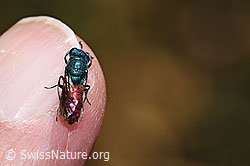 Foto: Chrysis impressa (Goldwespe)