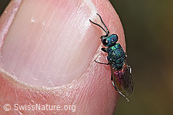 Foto: Chrysis impressa (Goldwespe)