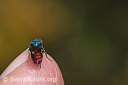 Foto: Chrysis impressa (Goldwespe)