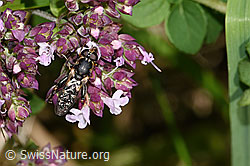 Gemeine Keulenschwebfliege (Syritta pipiens) auf Echtem Dost (Origanum vulgare) (F311383) Gemeine Keulenschwebfliege (Syritta pipiens) auf Echtem Dost (Origanum vulgare) (F311383)