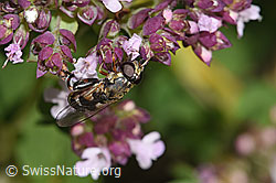 Gemeine Keulenschwebfliege (Syritta pipiens) auf Echtem Dost (Origanum vulgare) (F311387) Gemeine Keulenschwebfliege (Syritta pipiens) auf Echtem Dost (Origanum vulgare) (F311387)