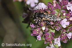 Gemeine Keulenschwebfliege (Syritta pipiens) auf Echtem Dost (Origanum vulgare) (F311388) Gemeine Keulenschwebfliege (Syritta pipiens) auf Echtem Dost (Origanum vulgare) (F311388)