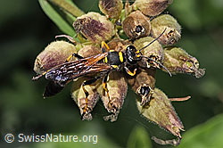 Amerikanische Mauerwespe (Sceliphron caementarium) (F311407) Amerikanische Mauerwespe (Sceliphron caementarium) (F311407)