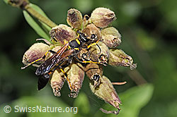 Neu in SwissNature.org: Amerikanische Mauerwespe (Sceliphron caementarium)